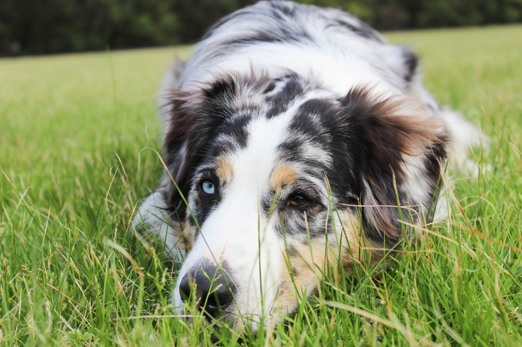 Собаки можуть передбачити епілептичні напади: як це можливо