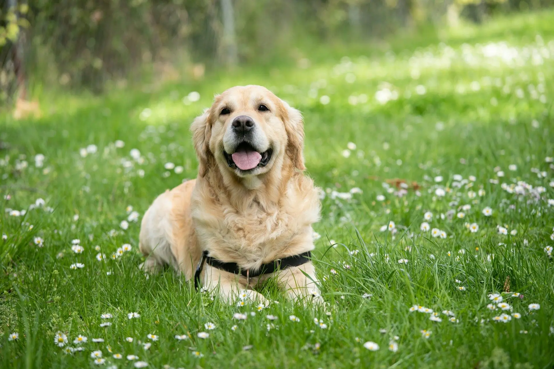 Собаки були навчені розпізнавати психічні захворювання за допомогою запаху.