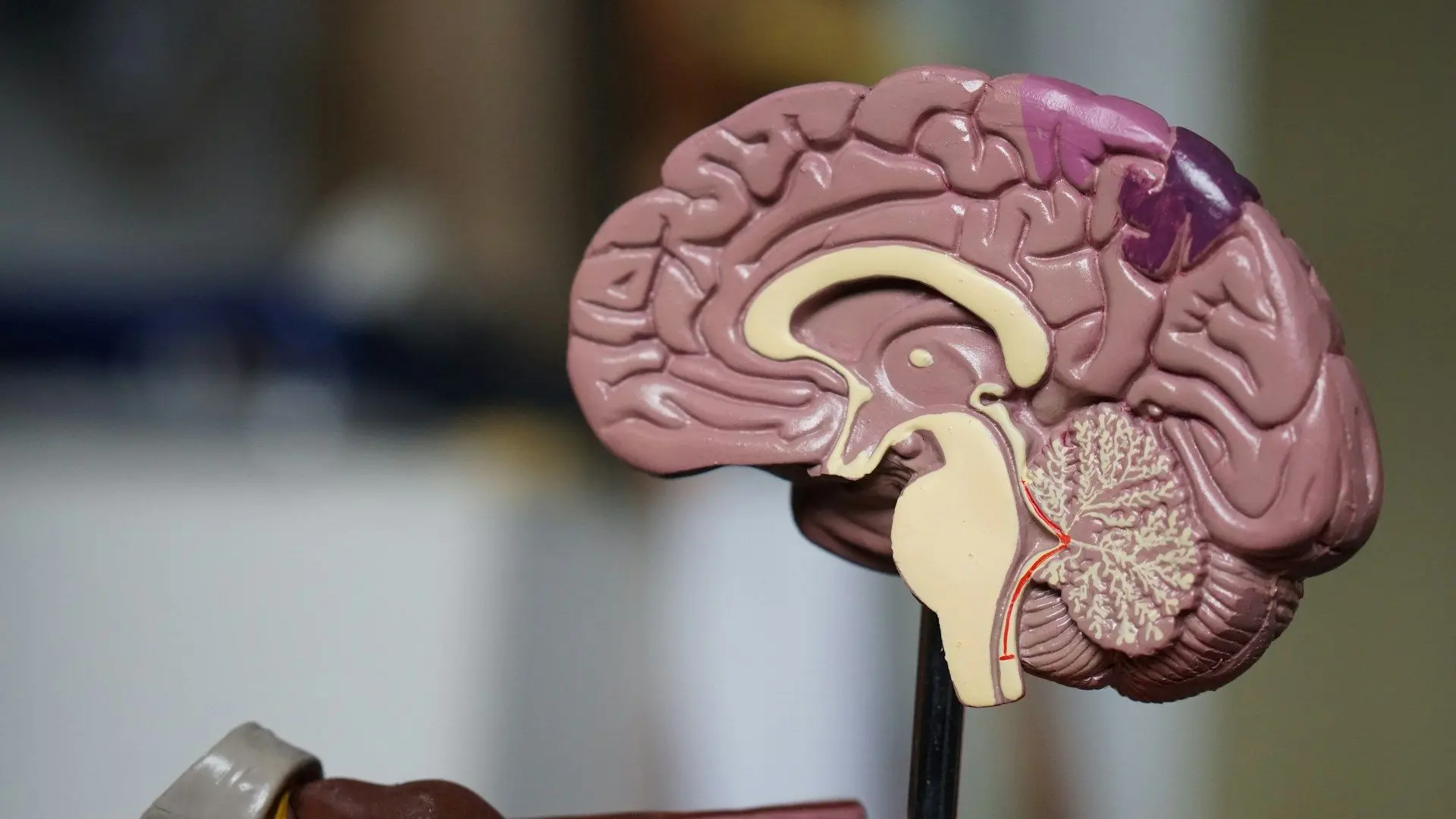 Розмір мозку людей зростає: як це впливає на здоров'я